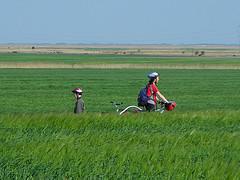 Neusiedler See