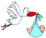 Storch